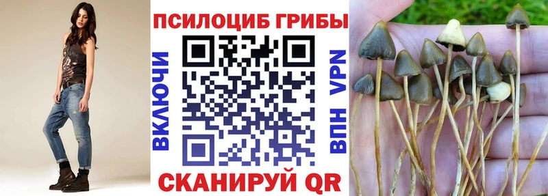 Купить закладки  Бабушкин  Псилоцибиновые грибы Magic Shrooms 